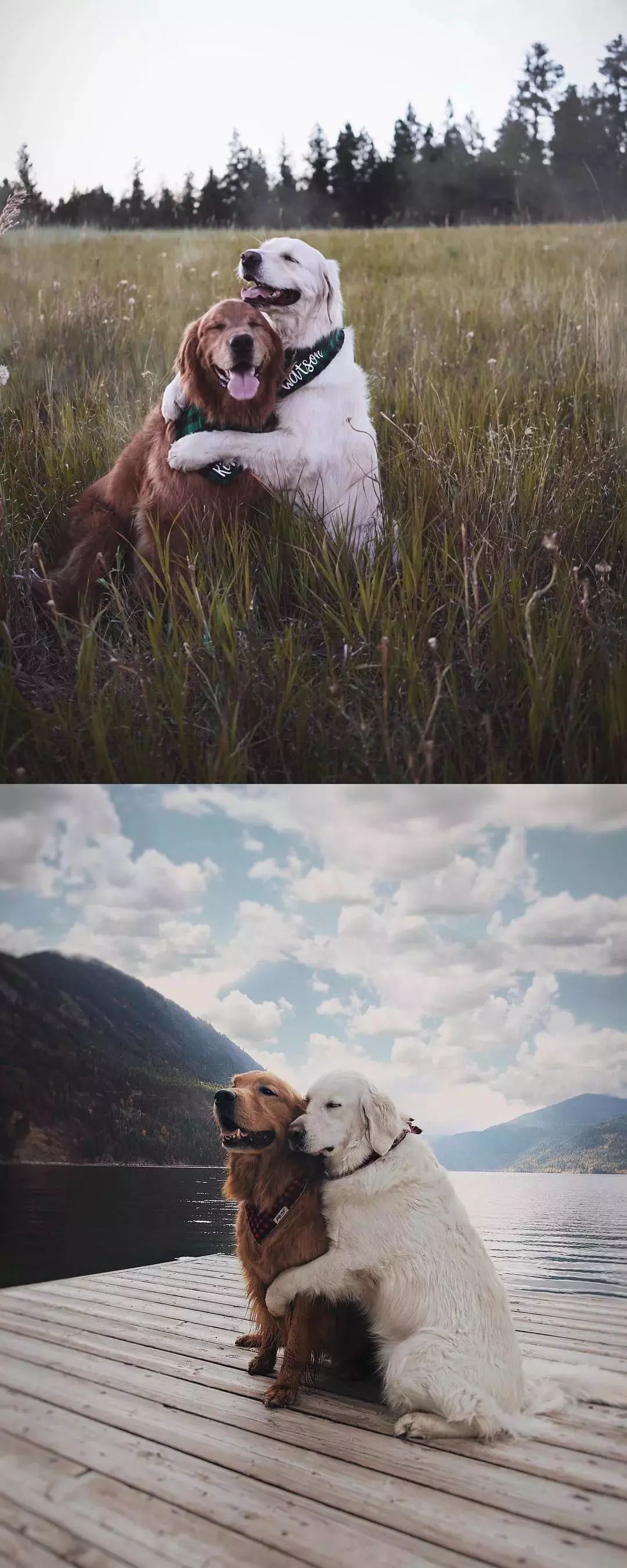 请不要点开音频,让人羡慕的金毛