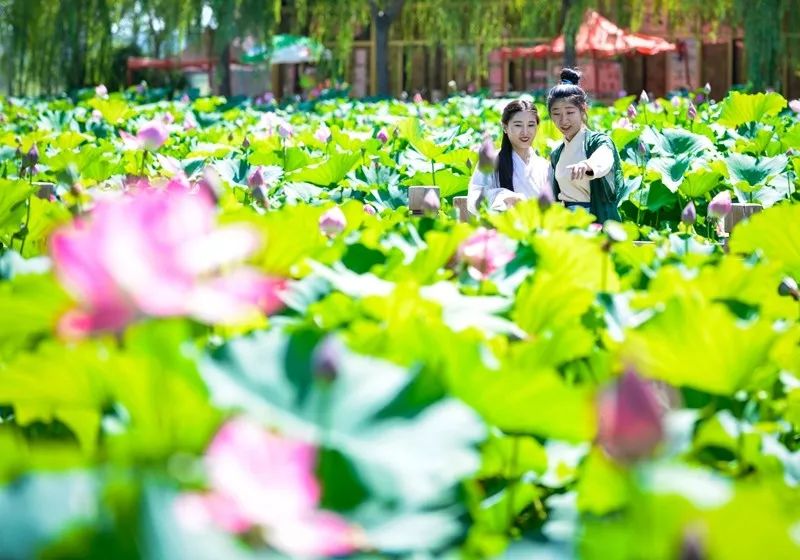 2022洛阳免费景区,一月洛阳景区免门票怎么操作