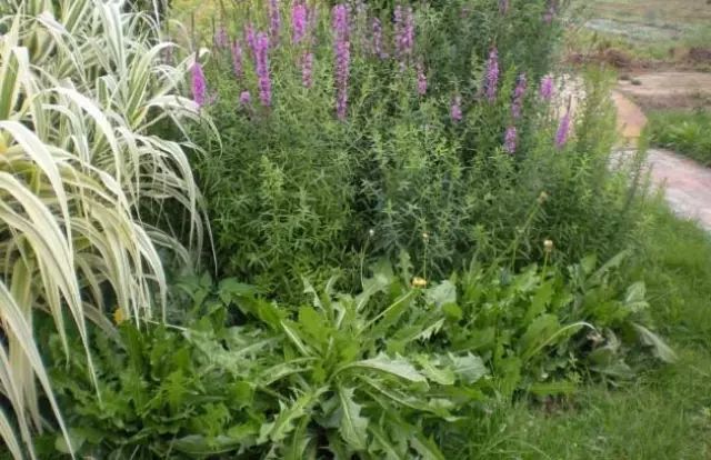 一吹即散的蒲公英图片,一吹就散的蒲公英抖音视频