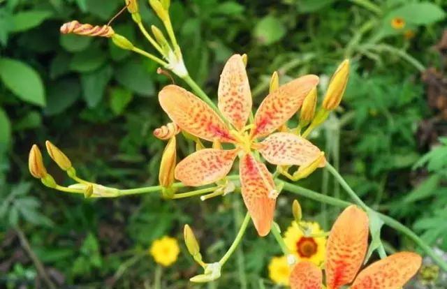 一吹即散的蒲公英图片,一吹就散的蒲公英抖音视频