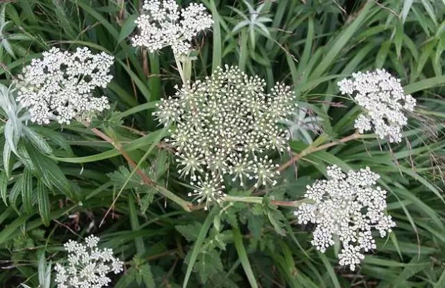 一吹即散的蒲公英图片,一吹就散的蒲公英什么意思