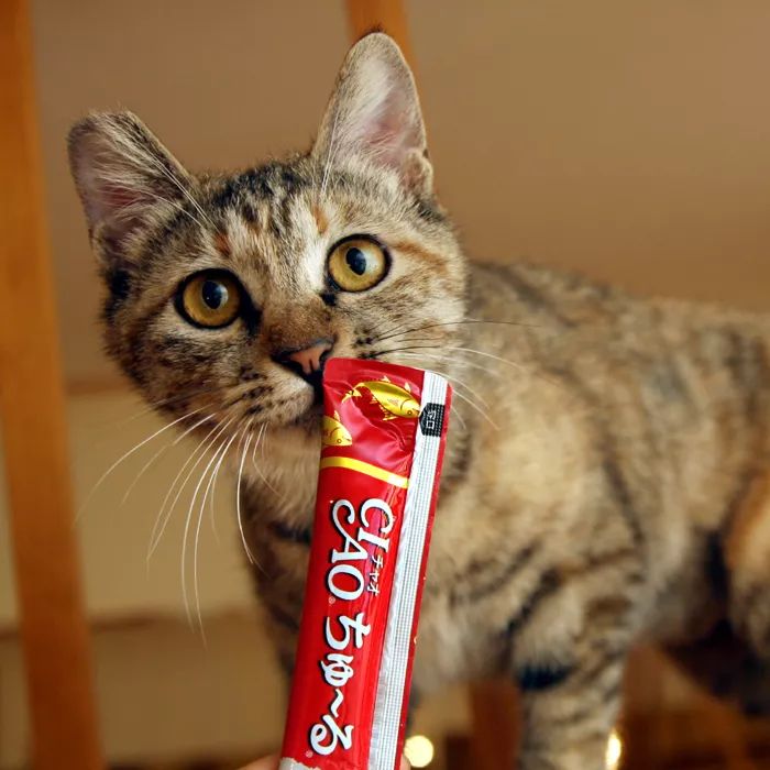 领养自贡富顺的孩子,领养孩子的视频小豆花