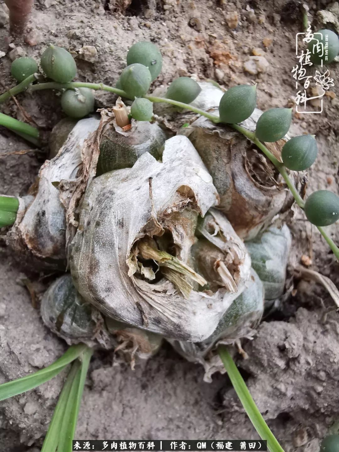 无尽的多肉!陪我走过七年人生之旅