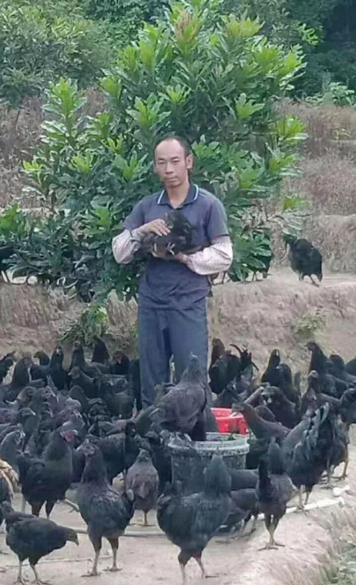 鸡也要饮凉茶消暑排毒，容县农民养出“绿壳蛋鸡”