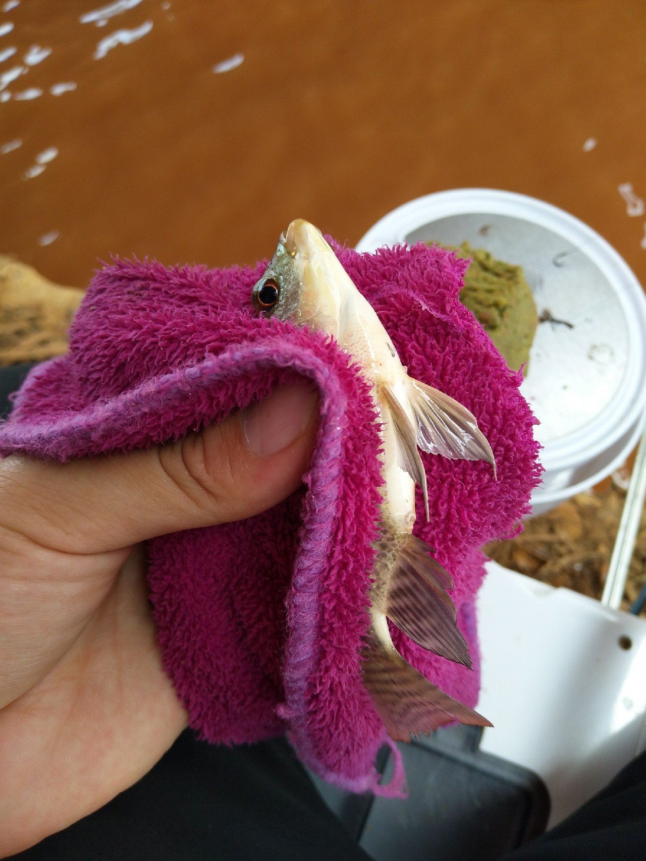 一不小心成坑冠，奈何狂拉还是败给网工...