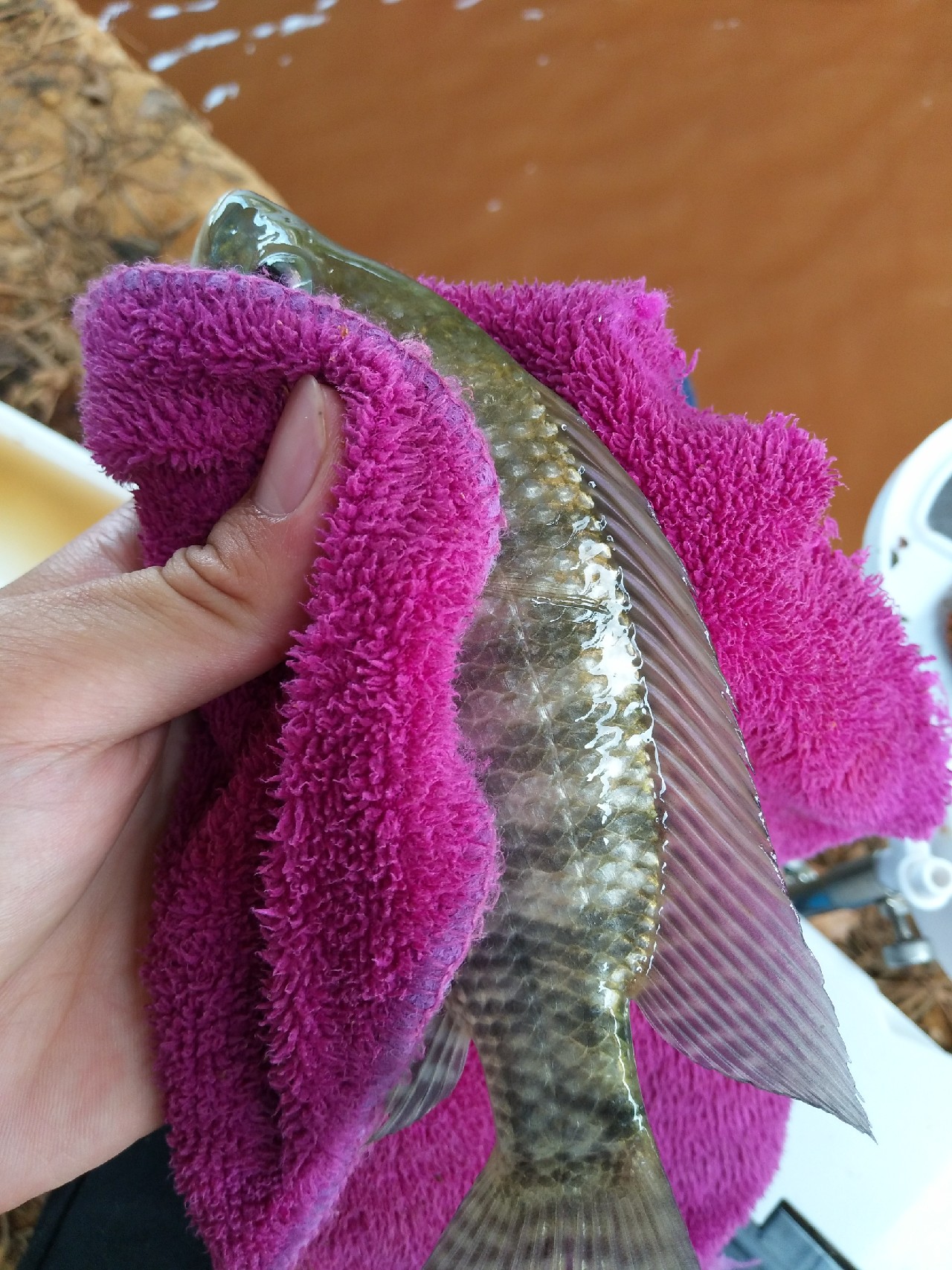 一不小心成坑冠，奈何狂拉还是败给网工...