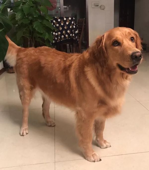 狗狗拉肚子尿血后怎么护理,狗狗拉肚子原因及简单处理方法