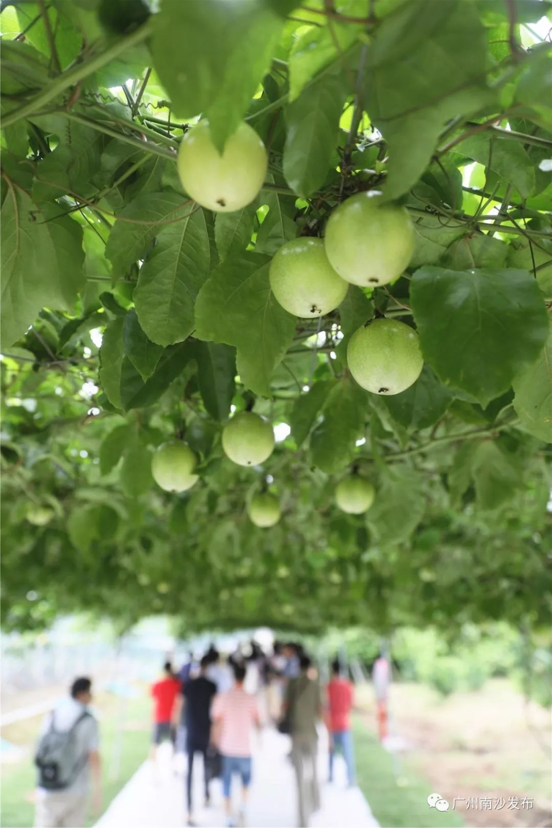 涓ぇ鍗氬＋鍏婚奔,涓ぇ鍗氬＋