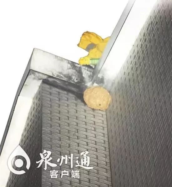 小心毒虫视频,警惕这种虫有人被咬后差点没命