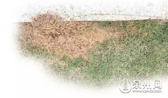 小心毒虫视频,警惕这种虫有人被咬后差点没命