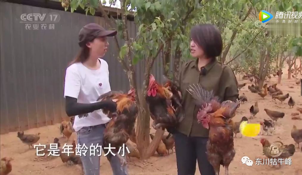 东川茶花仙子,茶花仙子诗全文