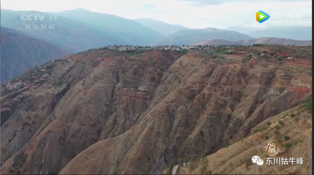 东川茶花仙子,茶花仙子诗全文