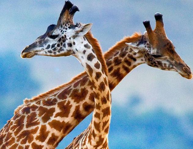 跟哪吒有关的动物,真正有哪吒吗