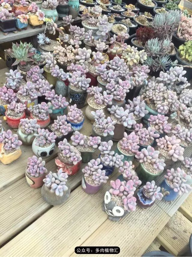 韩国多肉怎么买才好看,韩国多肉和国内有什么区别