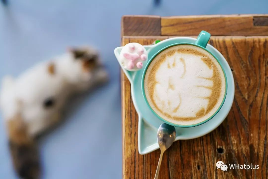 5家猫咖店200只猫，这对夫妻治愈无数武汉人