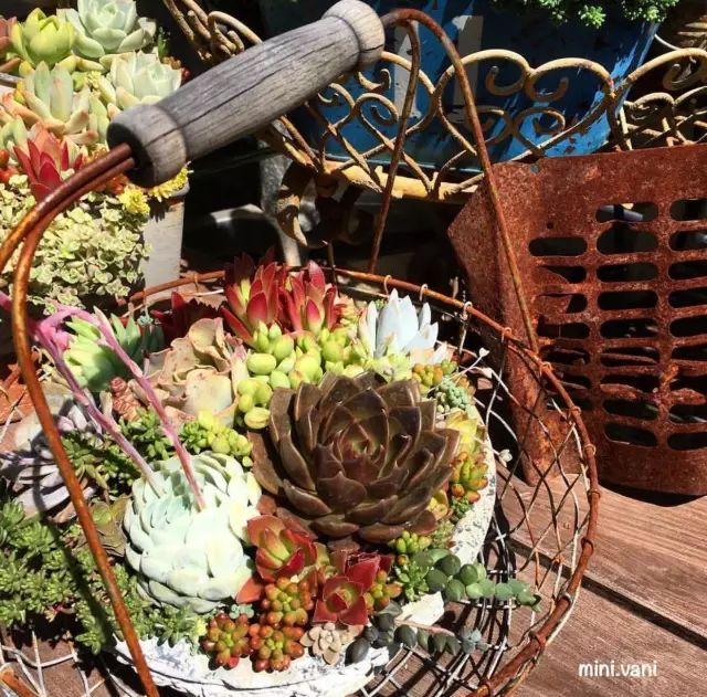 当破铜烂铁碰上多肉，这美度居然还能翻倍