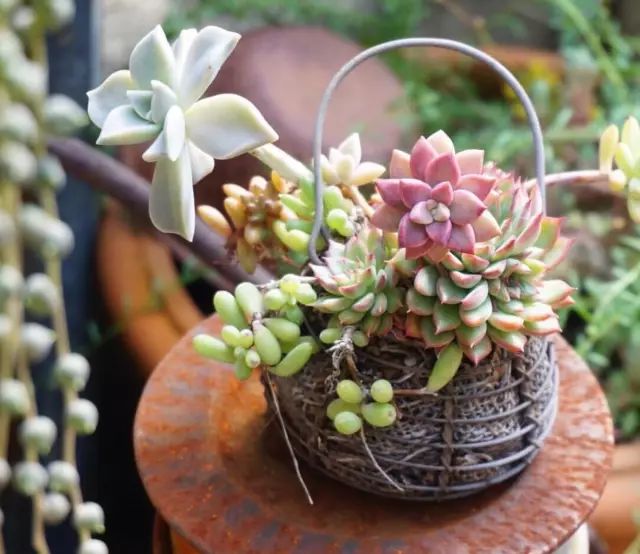 当破铜烂铁碰上多肉，这美度居然还能翻倍