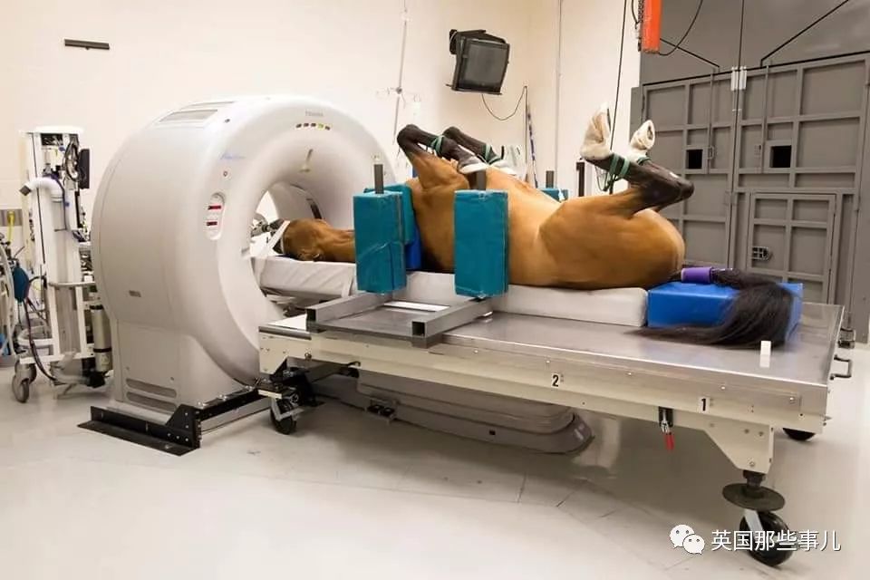 动物生病怎么做ct (动物生病做ct)