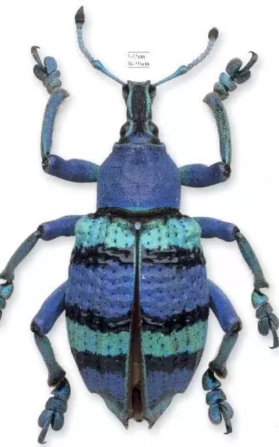 dk博物大百科有没有必要买,dk博物大百科火爆