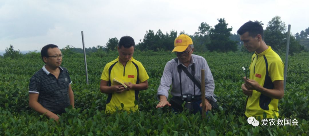 茶树开花太多怎么处理,茶树开花什么原因