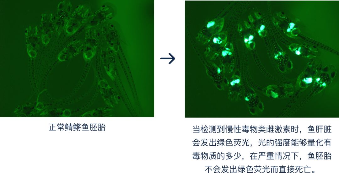 4成抗衰老眼霜抗衰老功效并不显著,同样功效的眼霜价格竟相差7倍?小鱼抗衰老眼霜绿鱼榜单为你揭晓