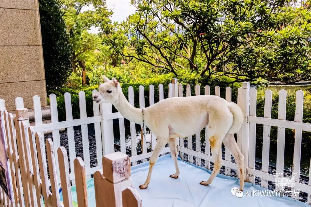 舟山威斯汀打卡攻略,舟山威斯汀和海上丝绸哪家好