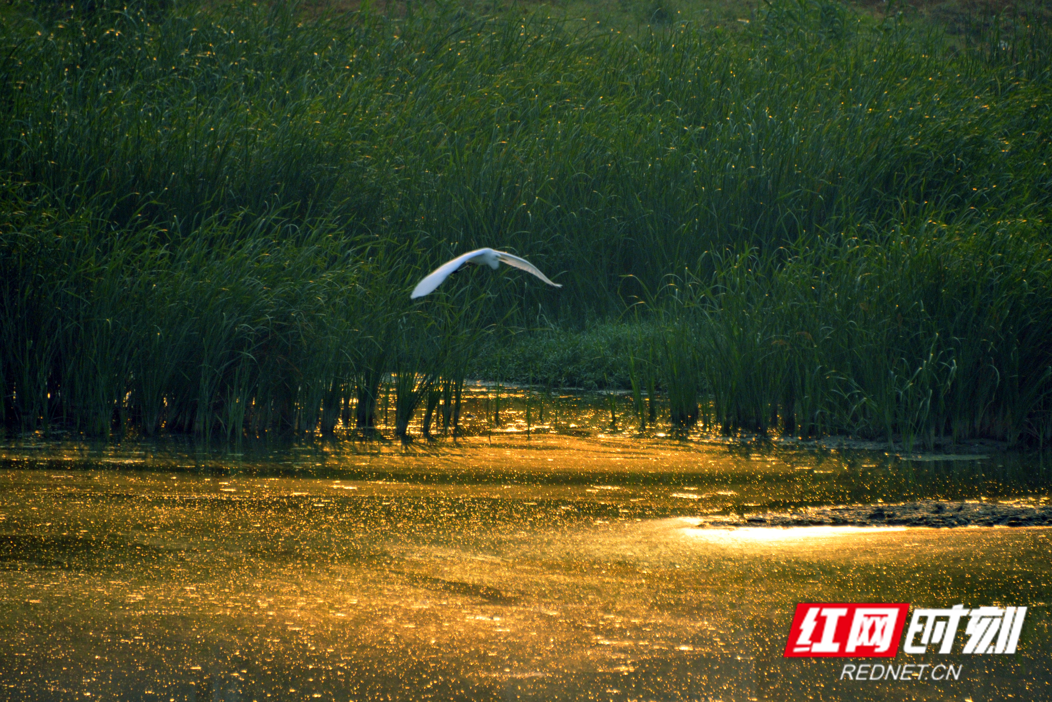 益周美景｜益阳的天然“氧吧”在哪里？沅江南洞庭湖湿地告诉你答案
