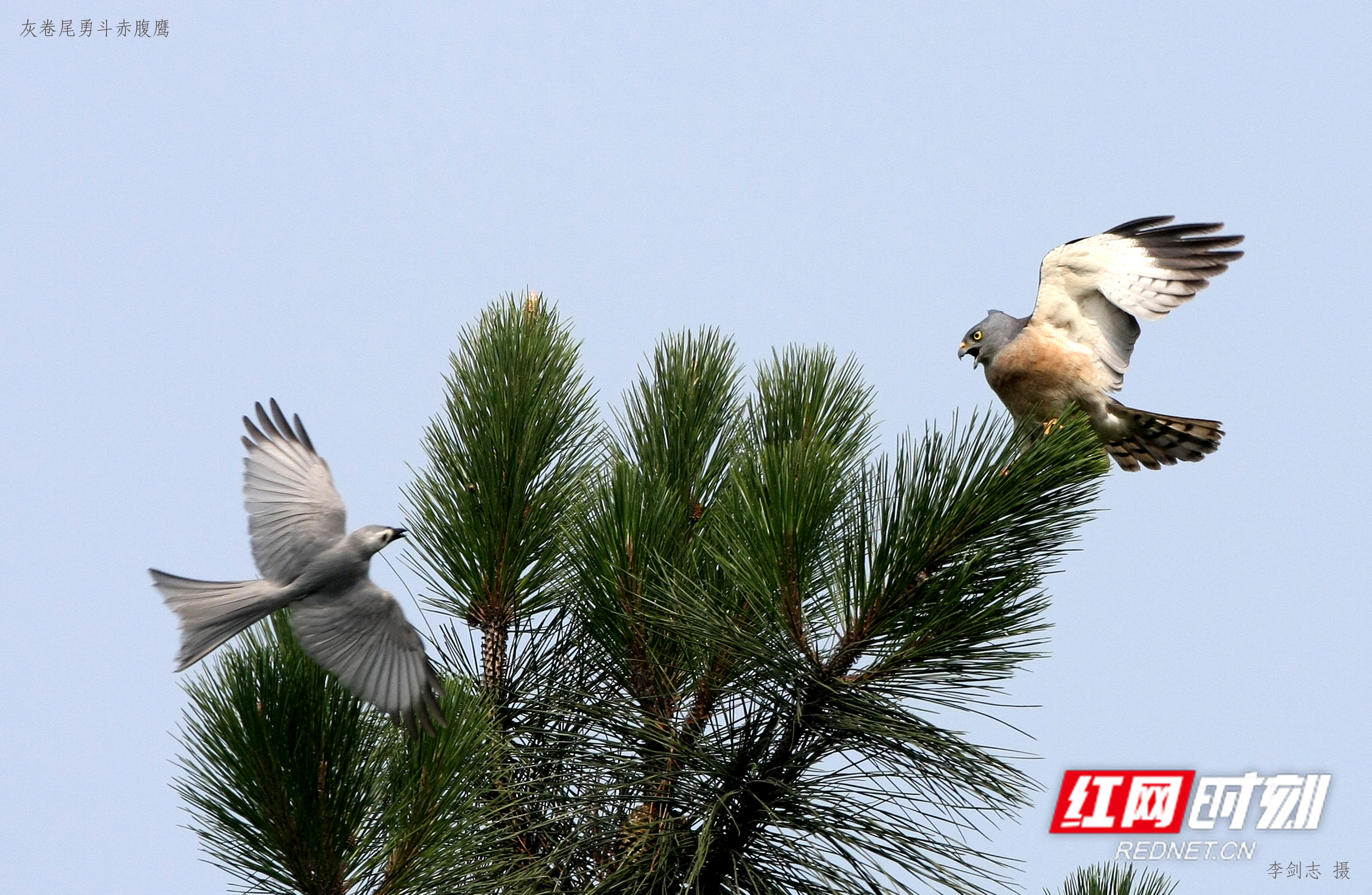 益周美景｜益阳的天然“氧吧”在哪里？沅江南洞庭湖湿地告诉你答案