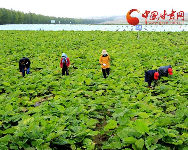 民乐中药材产业拓宽群众致富路,民乐中药材产业集群