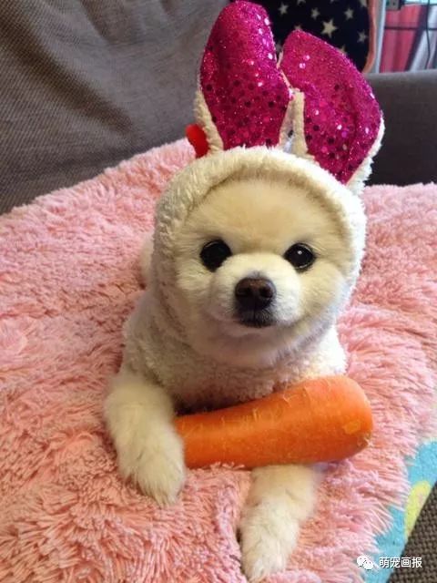 博美犬俊介君,日本博美犬俊介君