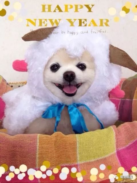 博美犬俊介君,日本博美犬俊介君