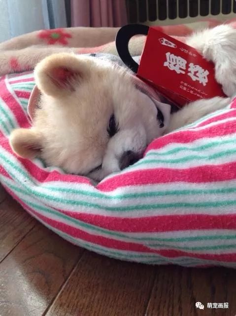 博美犬俊介君,日本博美犬俊介君