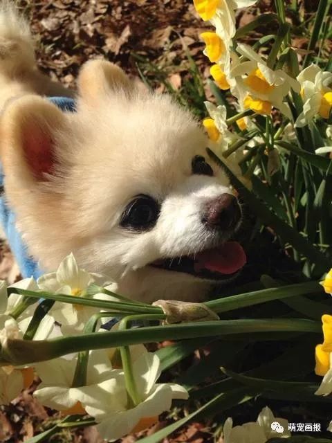 博美犬俊介君,日本博美犬俊介君