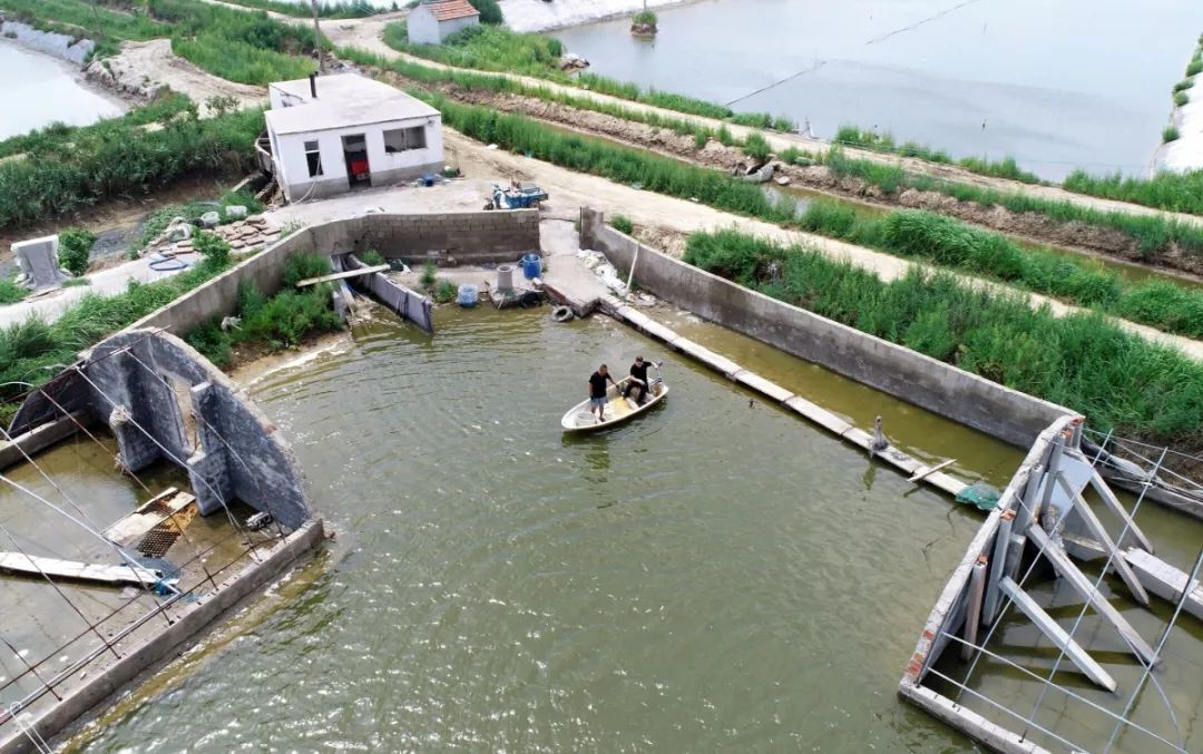 青岛梭子蟹什么时间最肥,青岛梭子蟹是养殖还是野生