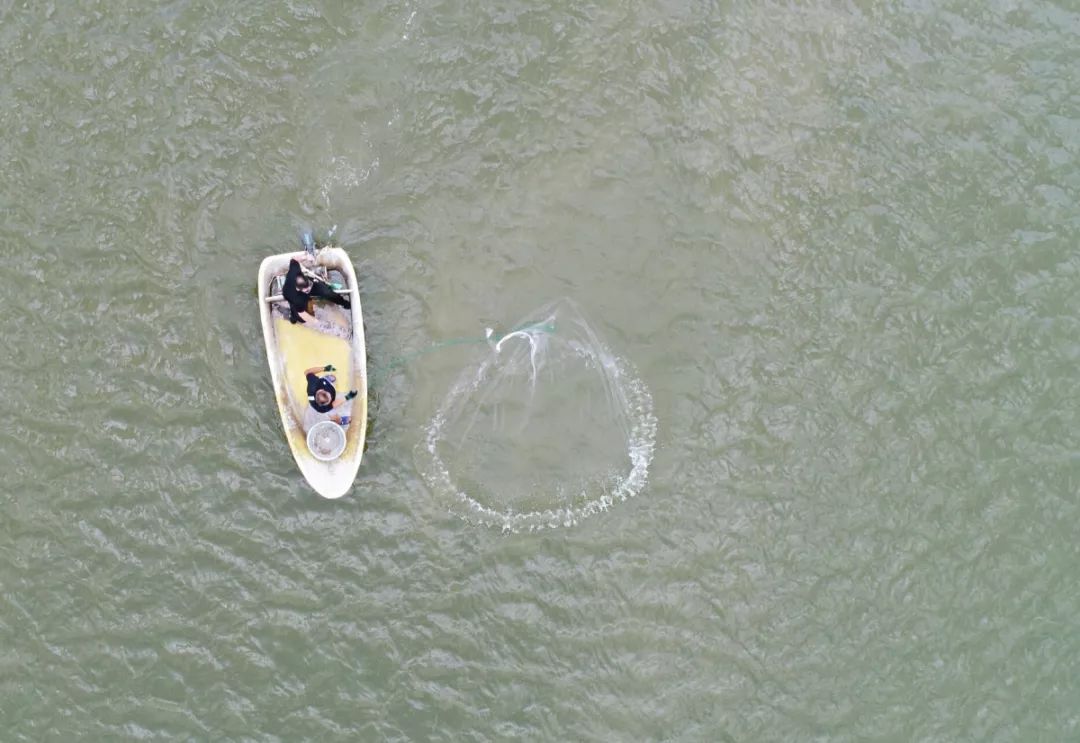 闈掑矝榛勫矝澶ф鍏绘瀛愯煿,闈掑矝姊瓙锜规渶澶ф湁澶氬ぇ