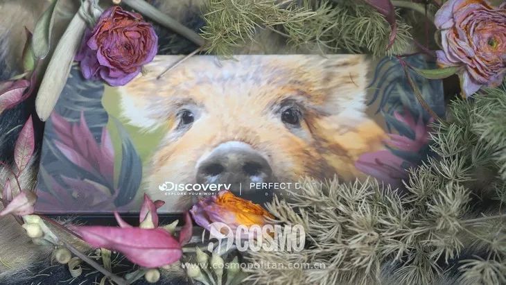 美人计|龙妈竟然用中国眼影化妆?等不及看外国代购来中国买买买了