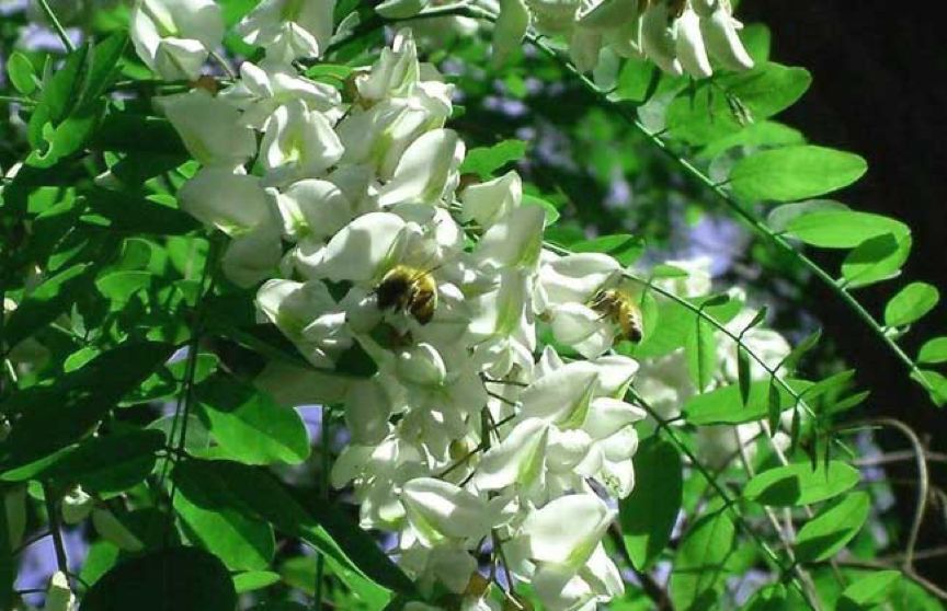 招蜂引蝶的小花园,最容易吸引蝴蝶的植物