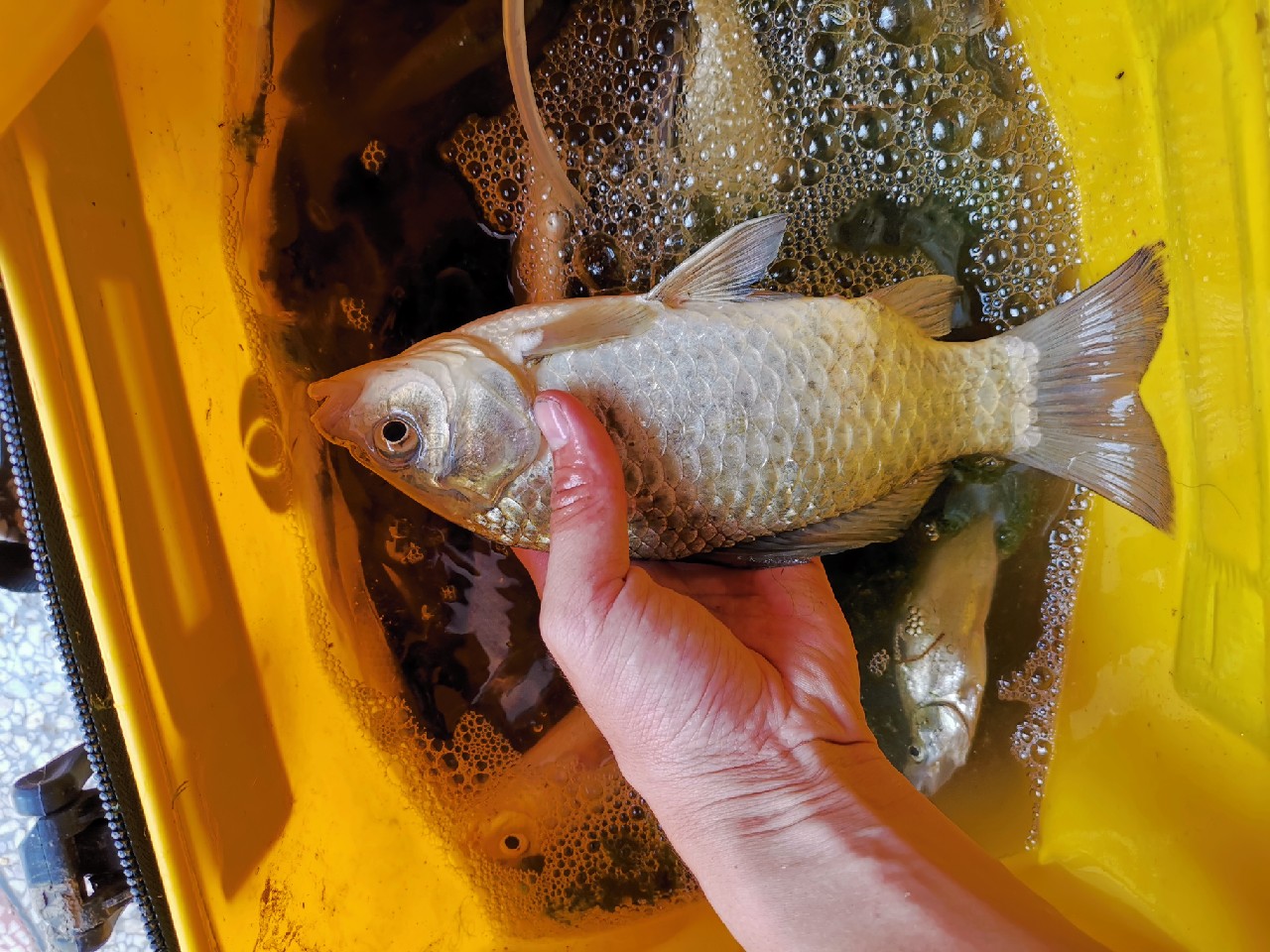 野河大板鲫钓着过瘾还好吃,野河大板鲫喜欢吃什么样的饵料