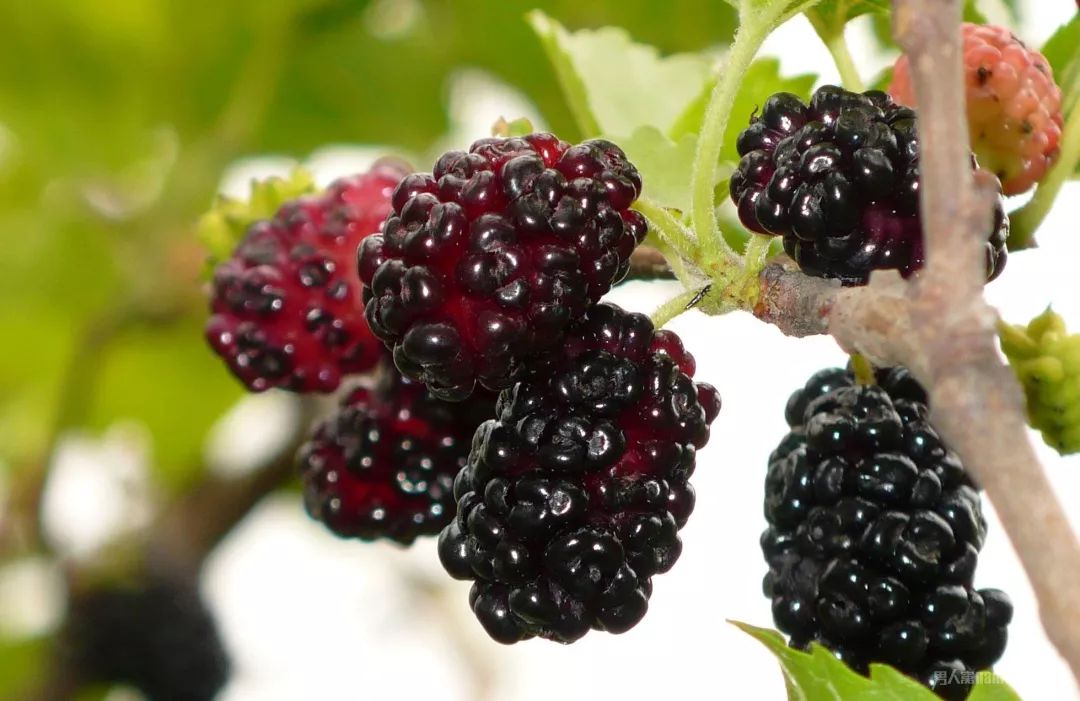 乡情乡韵|德清水乡桑事