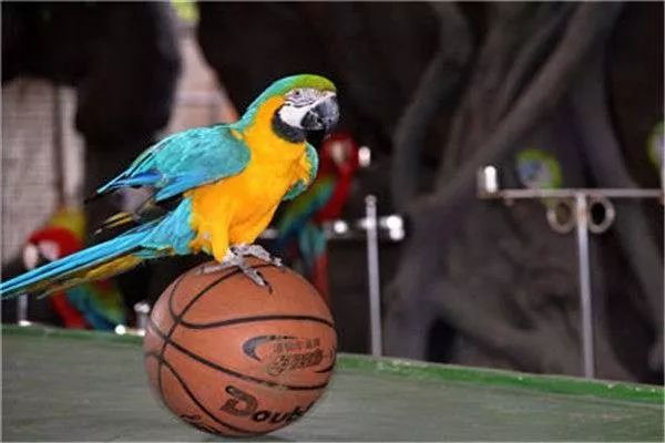 平湖免费景点推荐一下,平湖周边最近的动物园