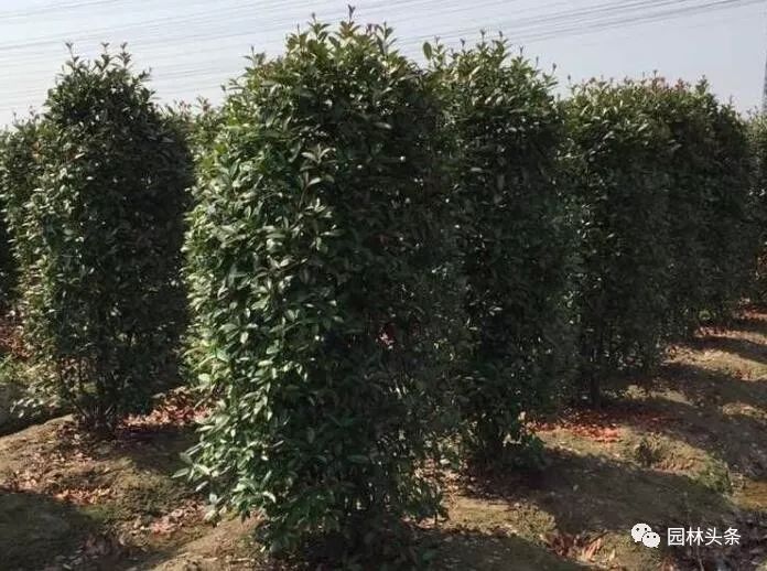 最适合做造型苗的10大树种