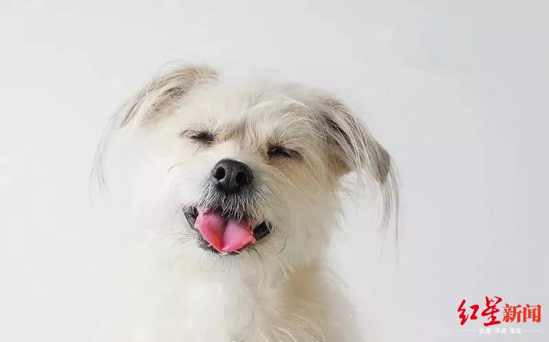 花万元克隆宠物猫狗,女子克隆宠物狗