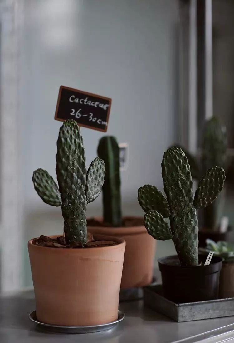 调节你家的气味儿，不只买香薰那么简单