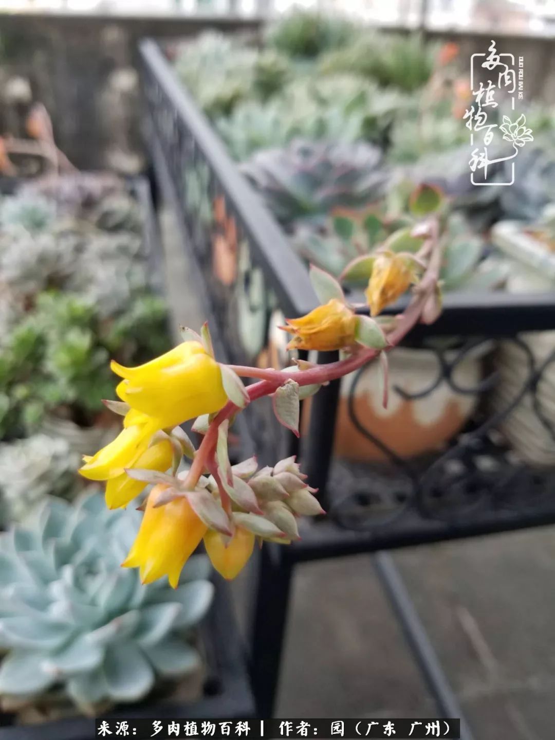 多肉粉色仙人球开花图片,开花最好看的多肉仙人球