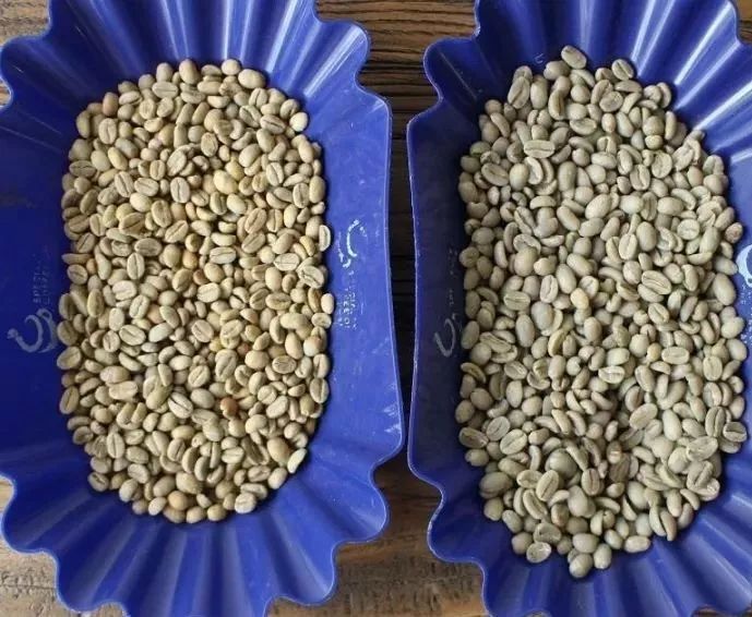 埃塞俄比亚花魁,越南花魁vs中国花魁