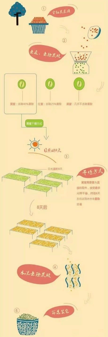 咖啡亲身体验制作过程,咖啡采摘方式及具体操作过程