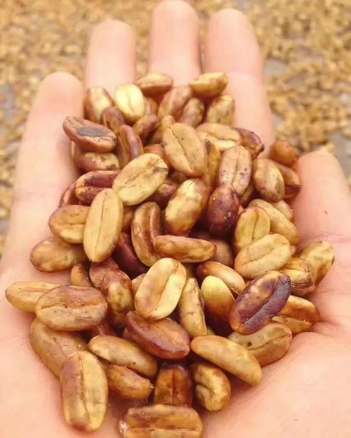 咖啡亲身体验制作过程,咖啡采摘方式及具体操作过程