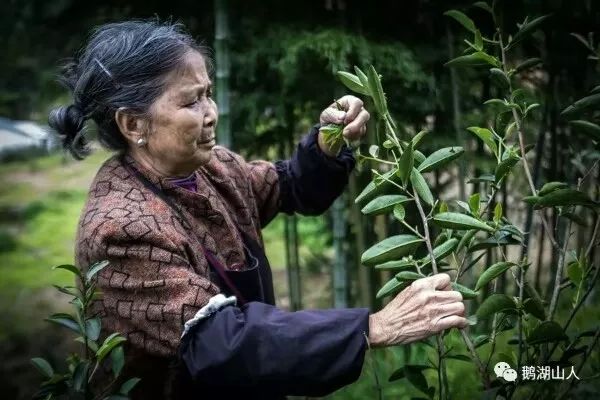 【庆祝中华人民共和国成立70周年】铅山有个“茶窝”叫平阳