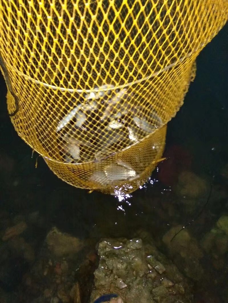 钓鱼已有几年，如今只能欣赏钓友钓鱼了...