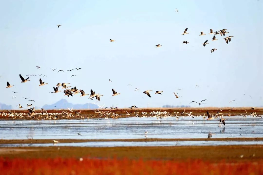达里湖红海滩在哪里,达里湖冬捕